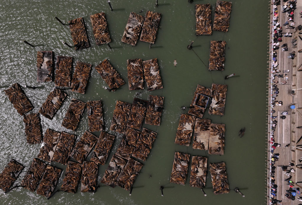 overhead view of a dozen docks covered in sea lions