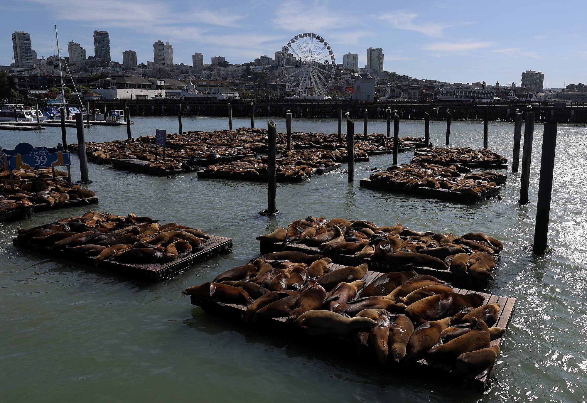 docks covered in sea lions in front of amusement part
