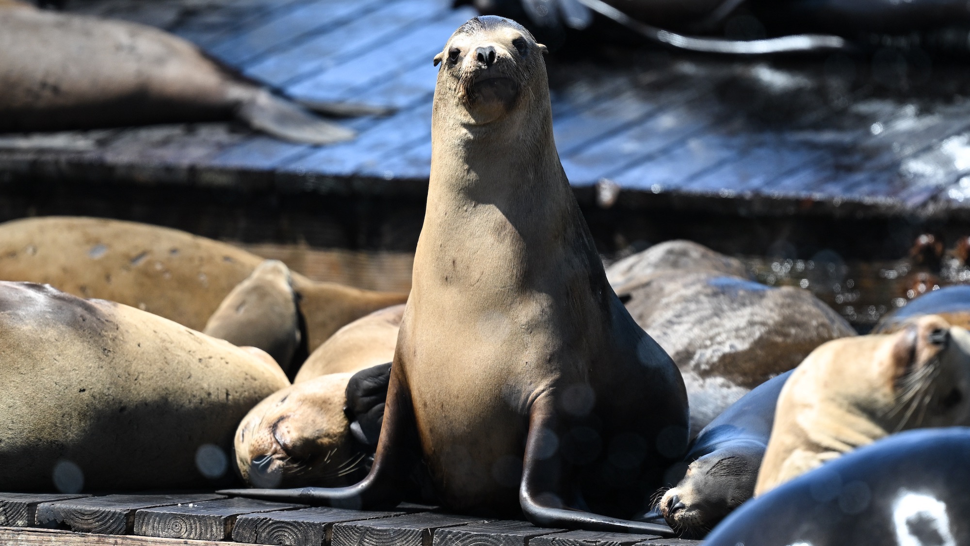 Gaze at the gregarious sea lions setting records in San Francisco