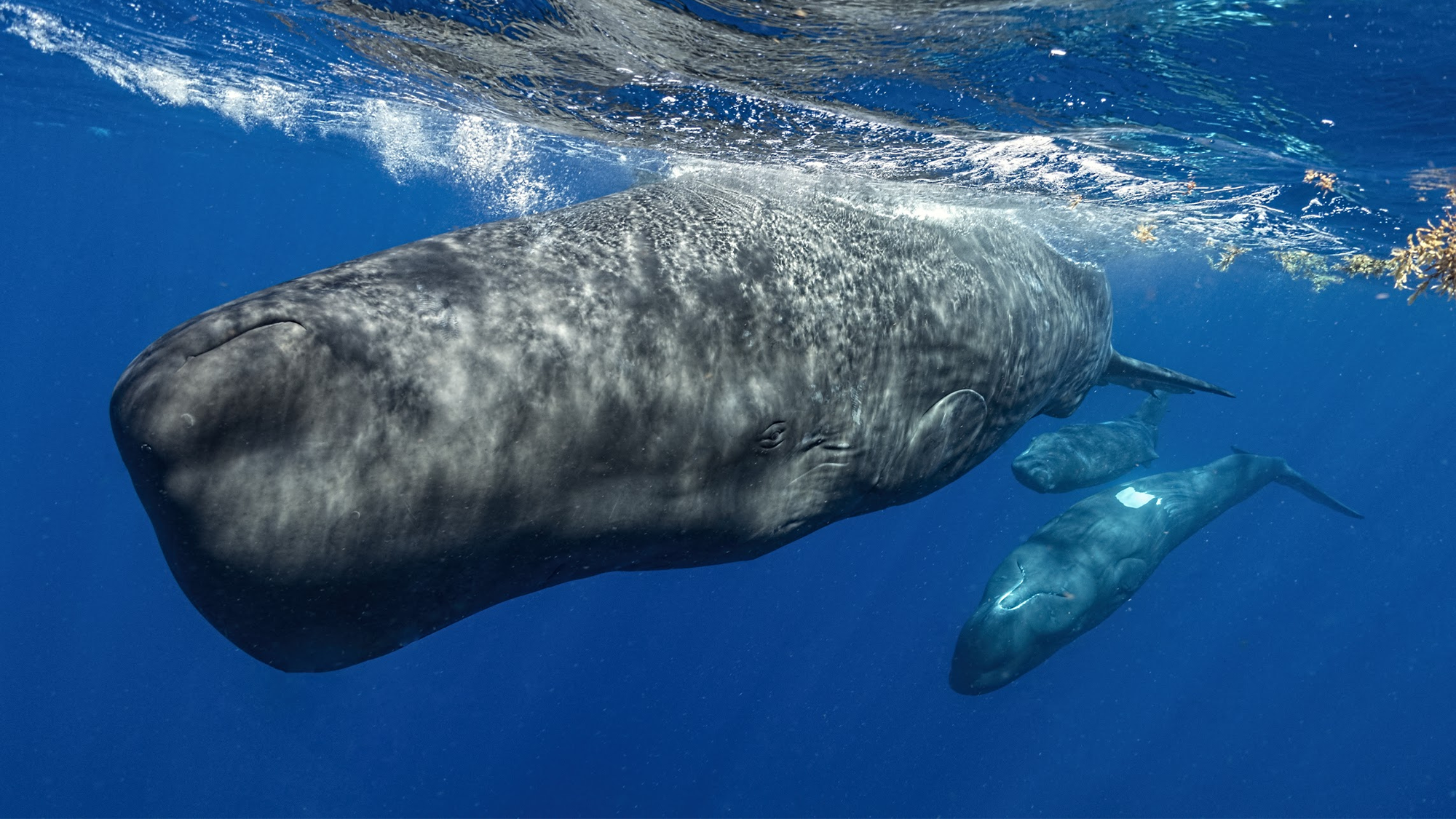 three sperm whales swimming near the surface of the ocean