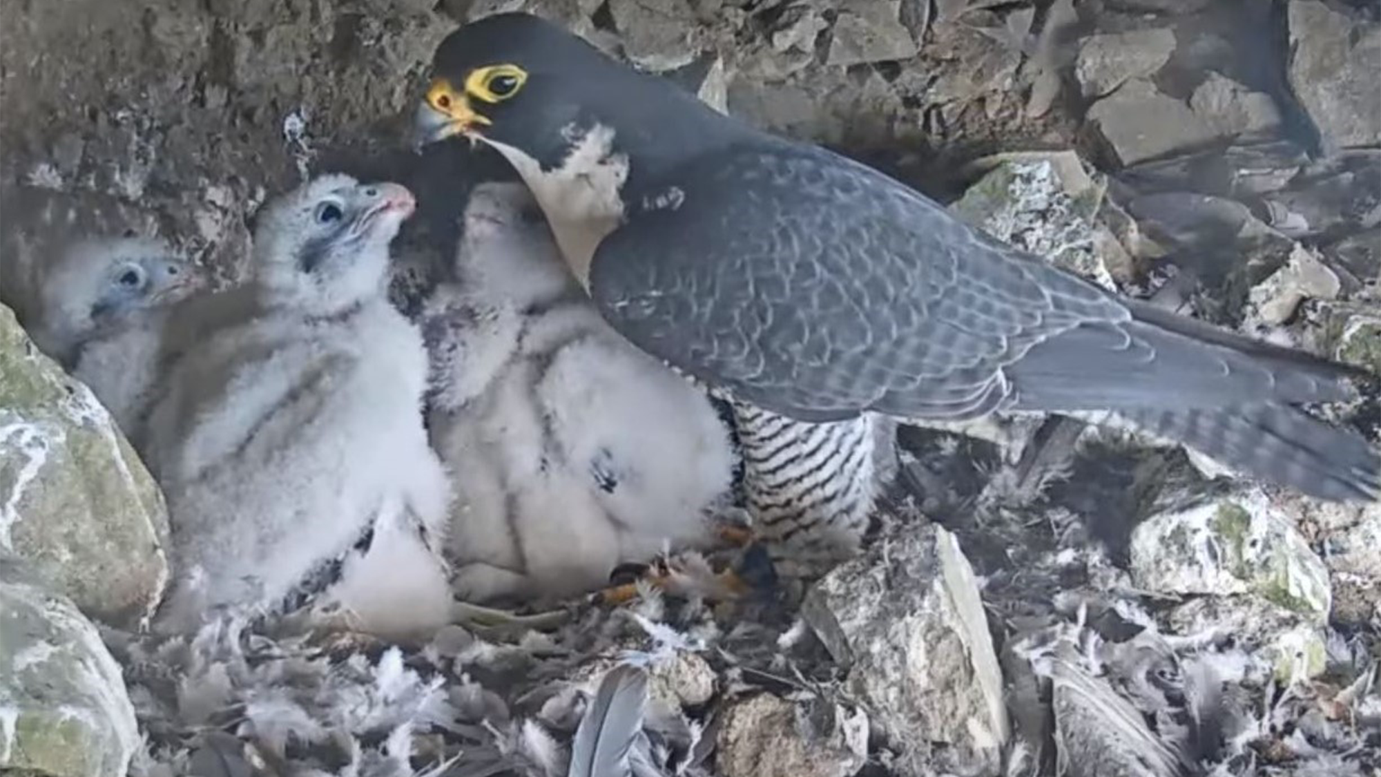 an adult peregrine falcon feeds four chicks