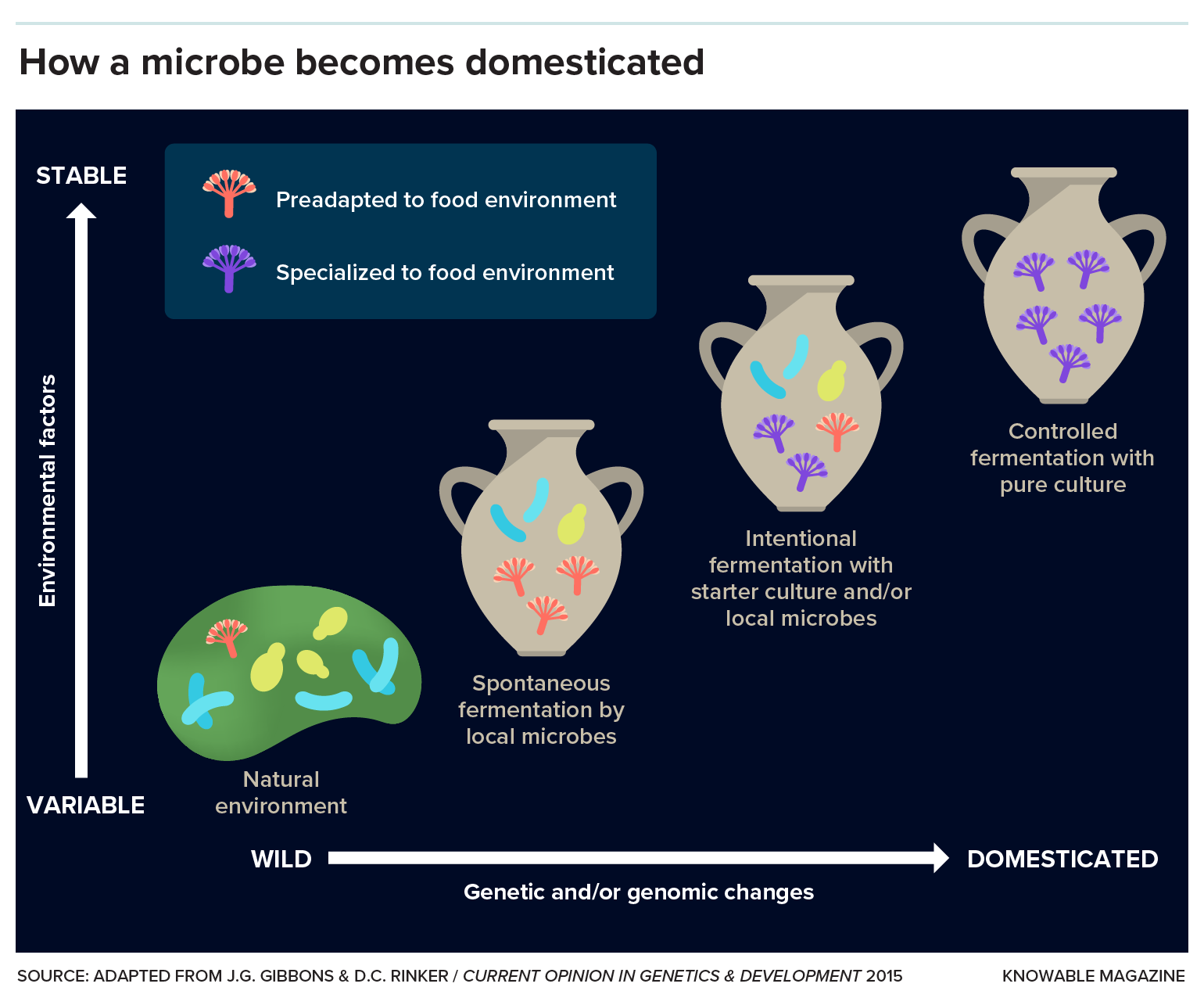 Scientists think that the domestication of a microbe could go something like this: It exists, along with other microbes, in the wild, where environmental factors such as temperature and humidity vary (bottom left). Over time, it becomes adapted to the stable, comfortable food environment (middle) and eventually exists as a pure culture in a very controlled environment. CREDIT: Knowable Magazine