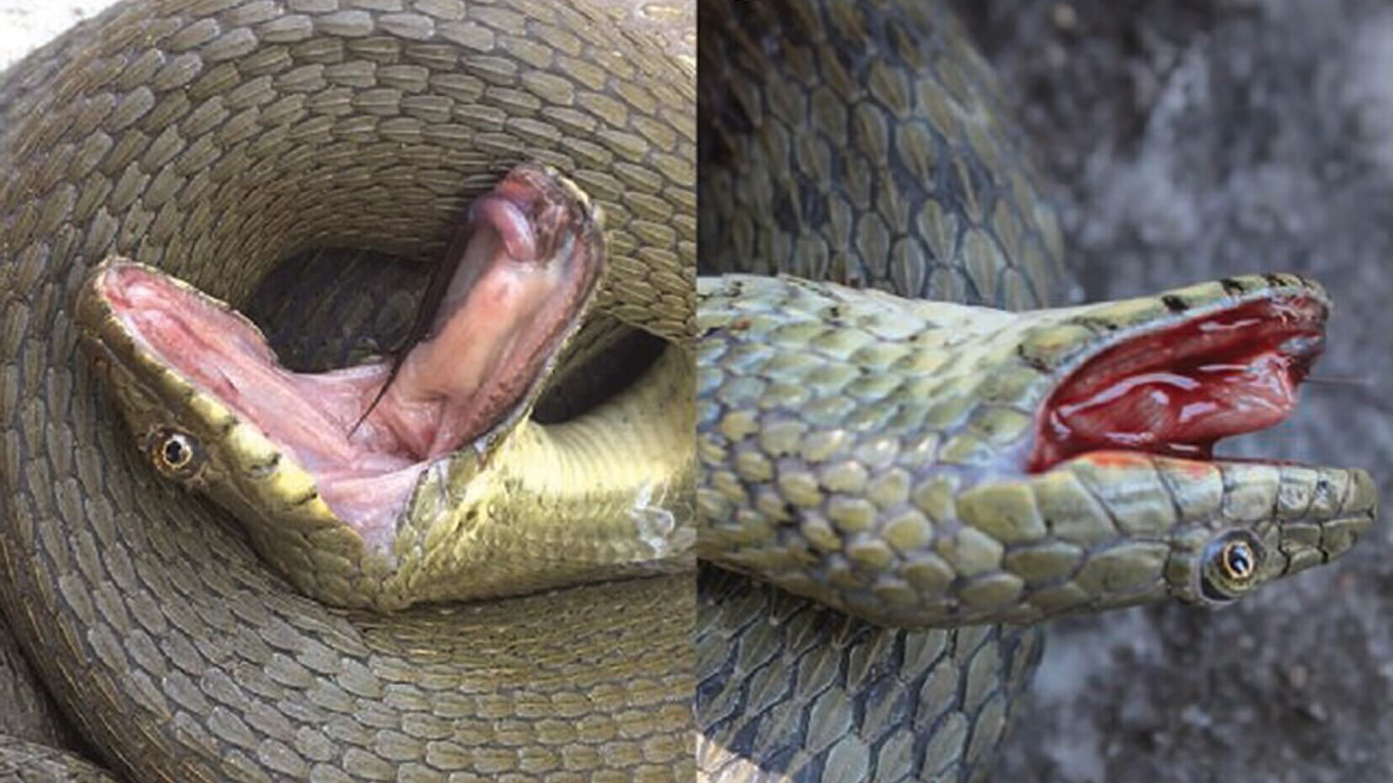 Two different individuals exhibiting DF with and without autohaemorrhaging (AH): green morph, without AH (left), blotched individual with AH (right).