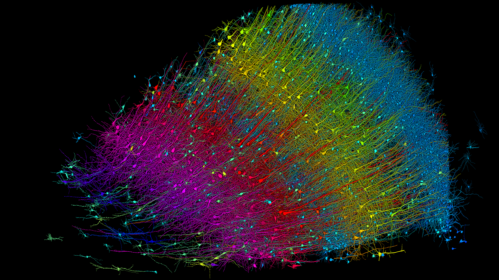 Six layers of excitatory neurons colored by depth - the human brain