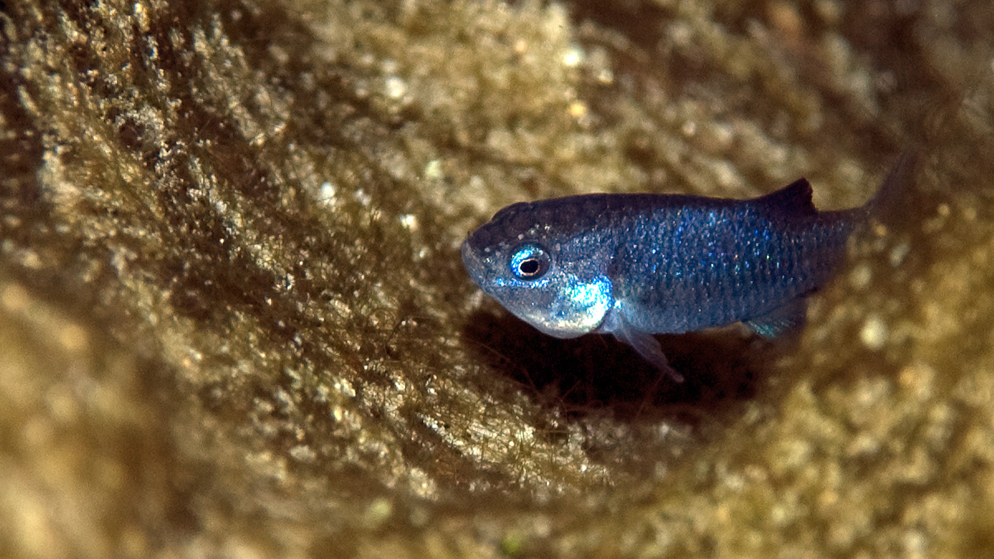 a small, blue fish called the Devils Hole pupfish swims in a hole