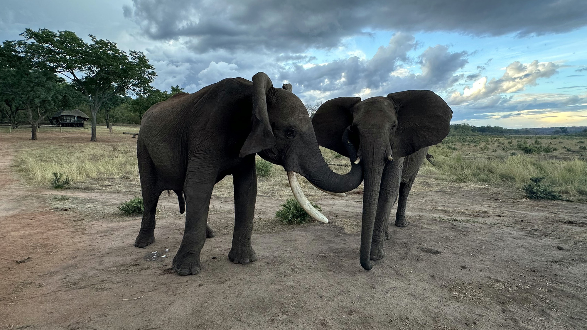 A male African elephant named Doma and a female named Kariba greet one another. Doma touches Kariba´s temporal gland while flapping his ears and Kariba holds her ears spread.