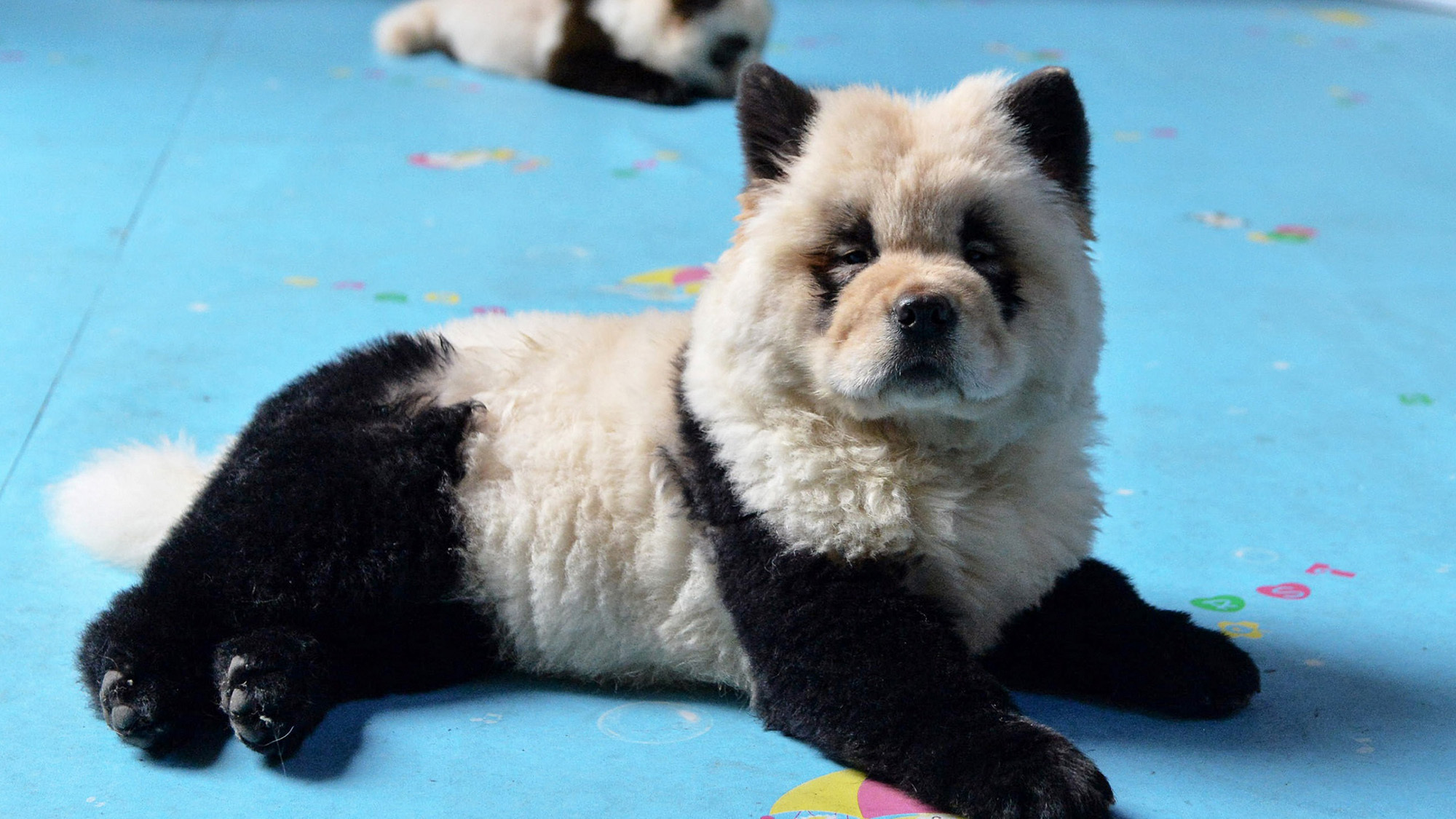 A dog dyed black and white to mimic a panda cub at Cute Pet Games cafe in Chengdu in China's southwestern Sichuan province on October 23, 2019.