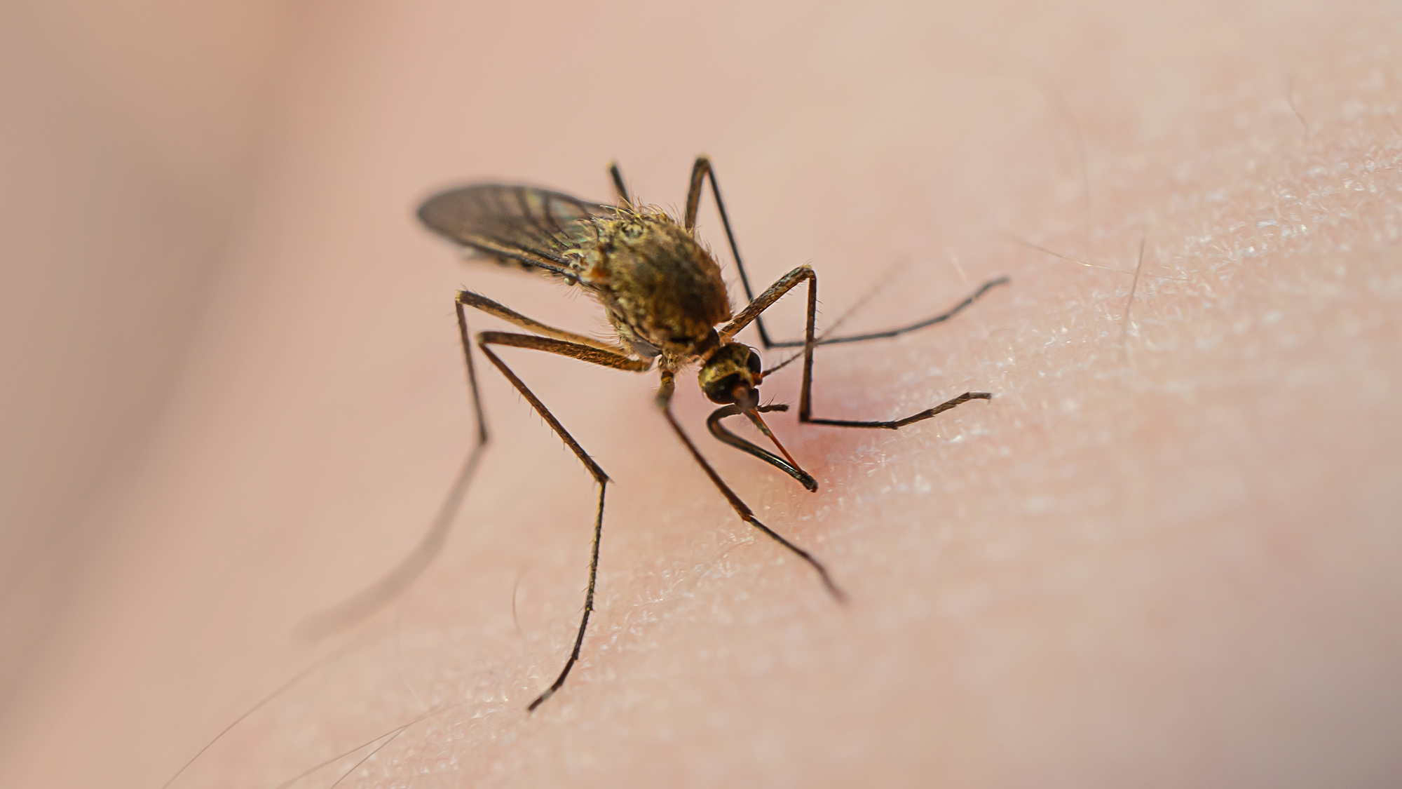 The University of Glasgow launched a new project to surveil mosquito activity in Scotland. 