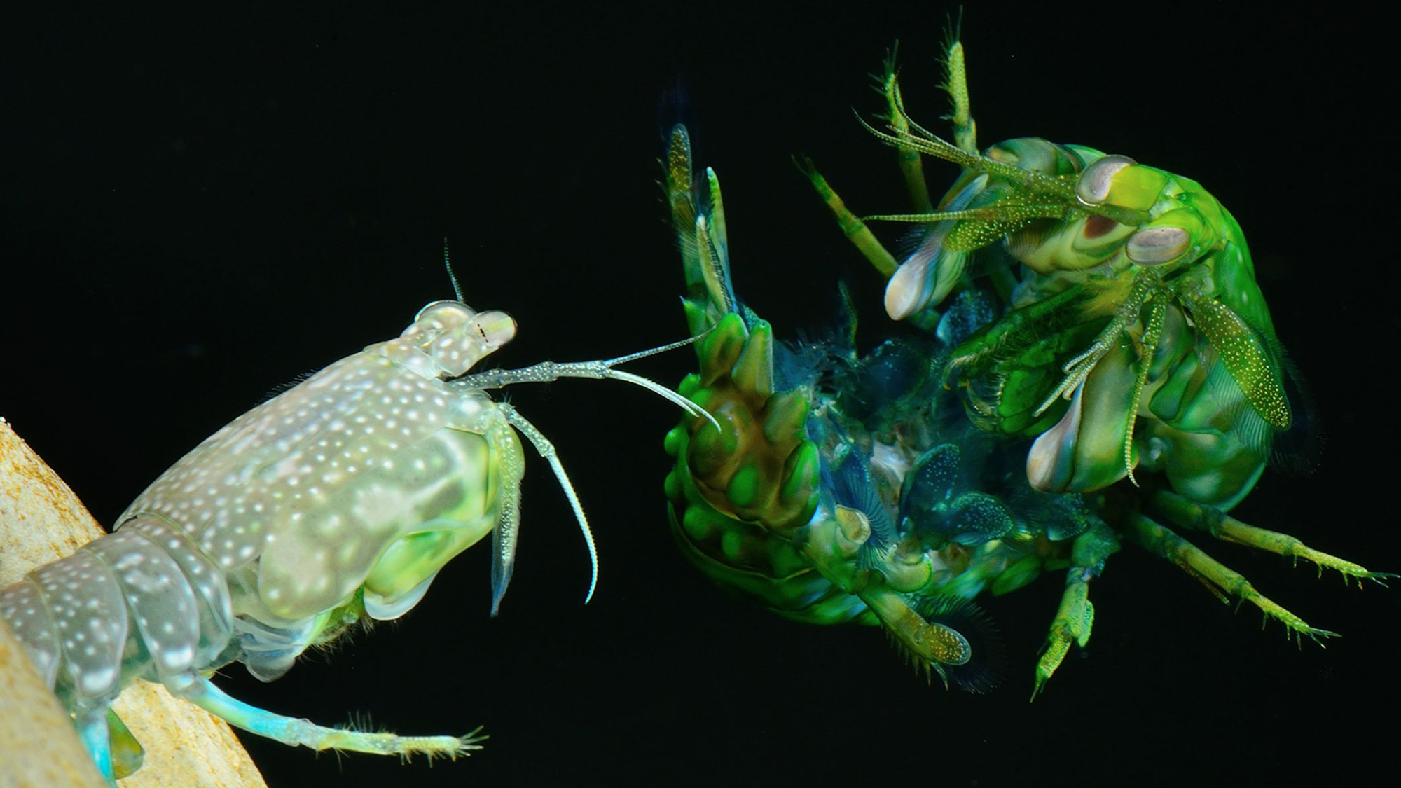 Golpes de camarón mantis rápidos como balas captados por cámaras de supervelocidad