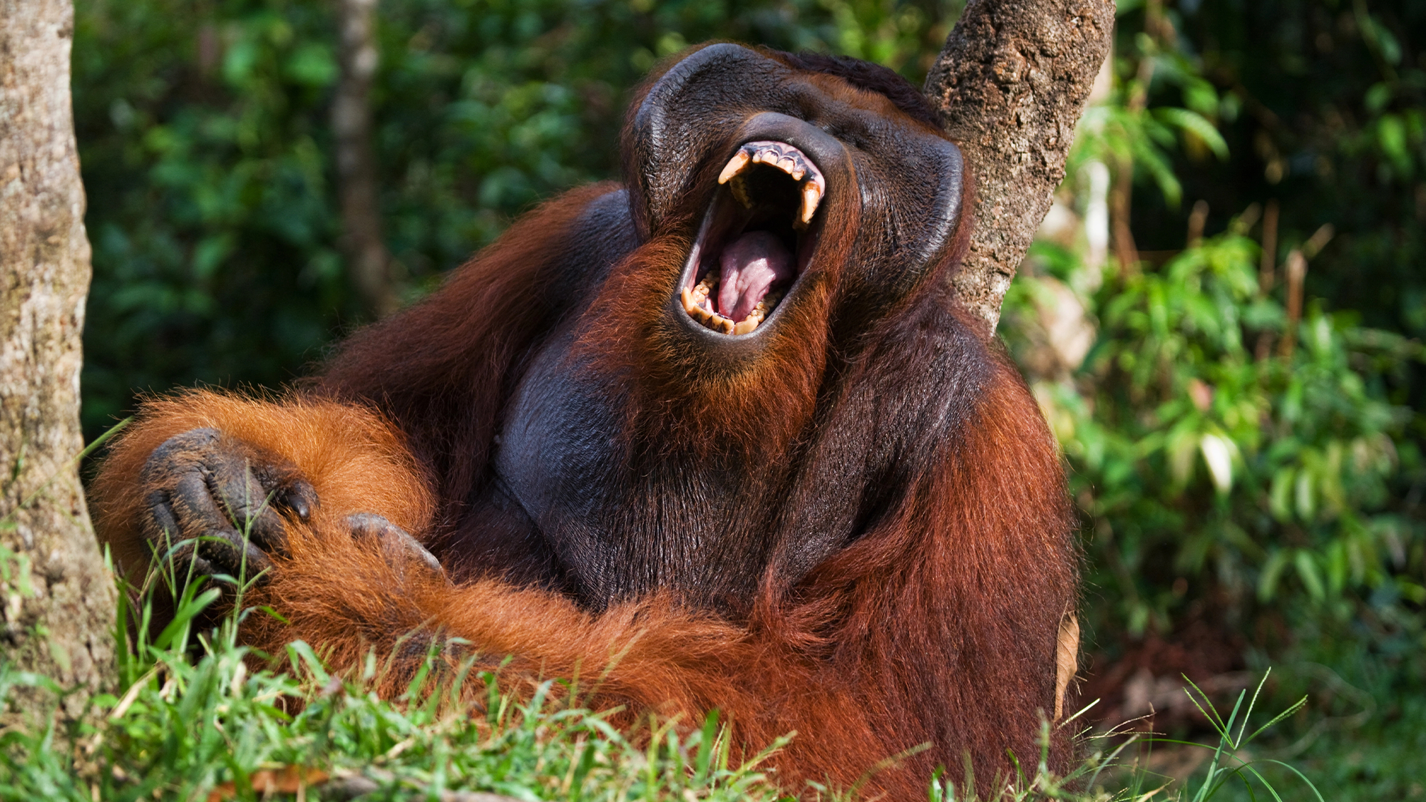 The orangutan's distinctive cries have been decoded with the help of artificial intelligence