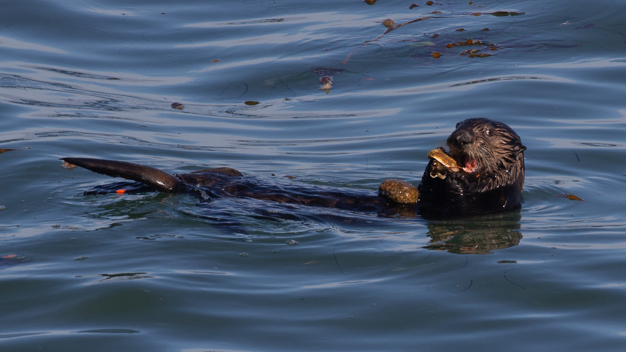 Female sea otters use tools more than males