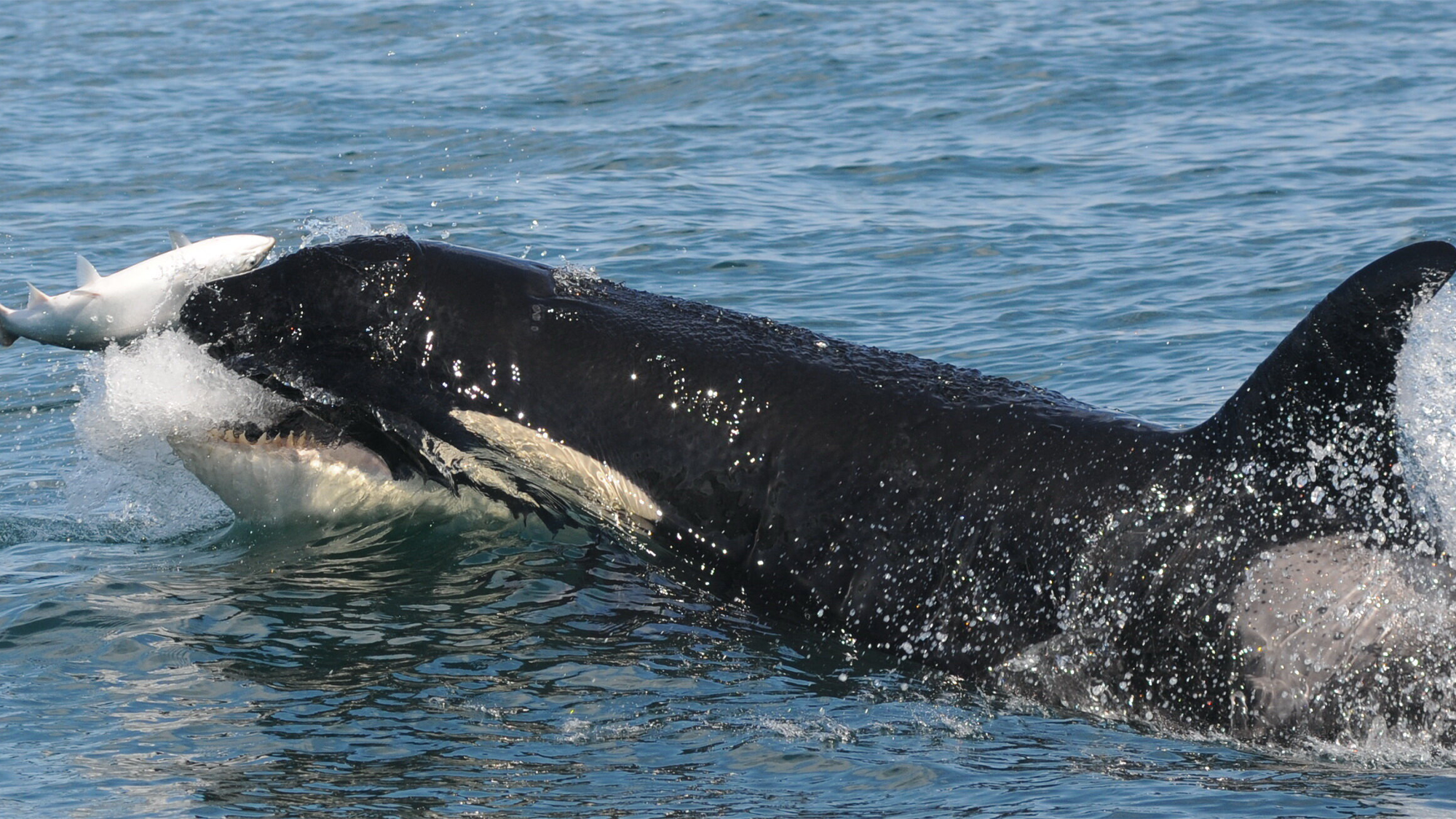 Le orche assassine hanno bisogno solo di un respiro tra un’immersione e l’altra