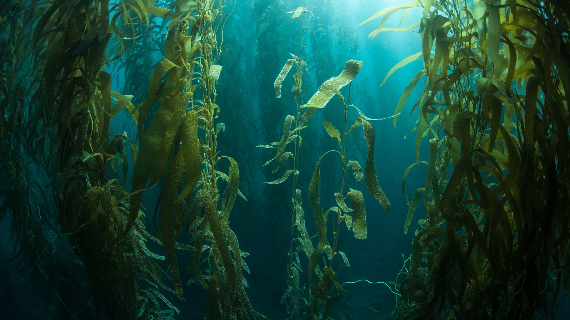 What the heck is seaweed mining?