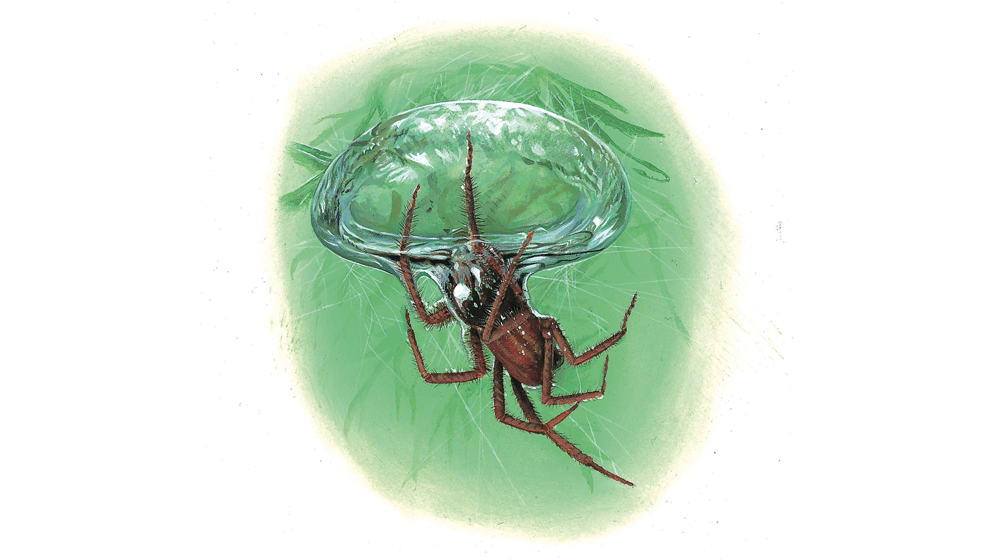 Of all the aquatic spiders, the diving bell spider is the only one known to survive almost entirely underwater, using bubbles of air it brings down from the surface.