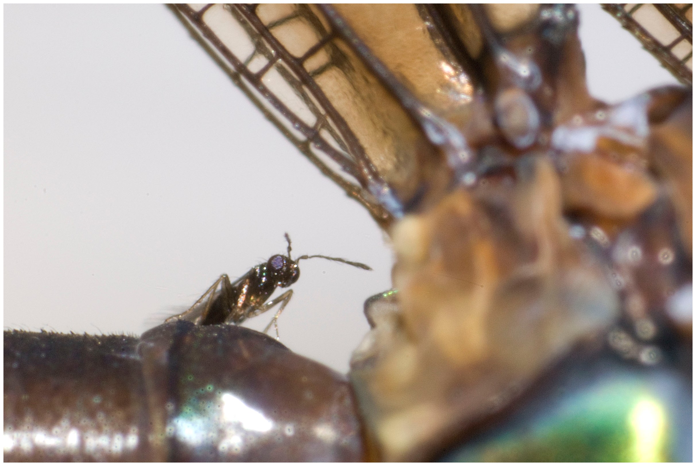 Wasp Riding Another Insect Toads on a python, and five other animals hitching rides on bigger animals
