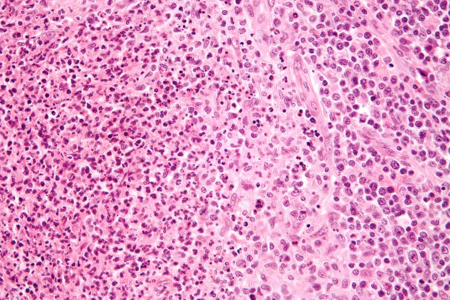 8 Disgusting Diseases You Can Catch From Your Pet