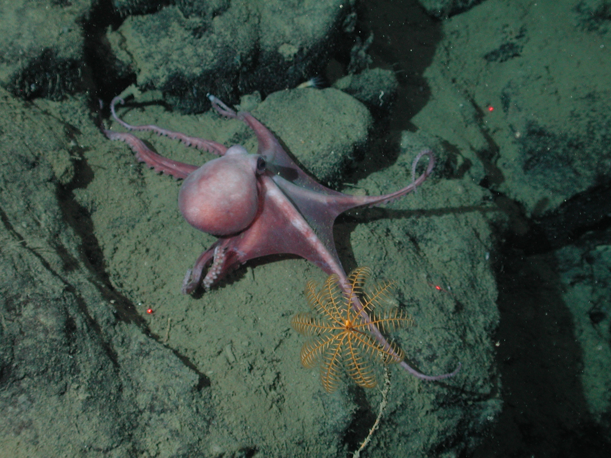 octopus