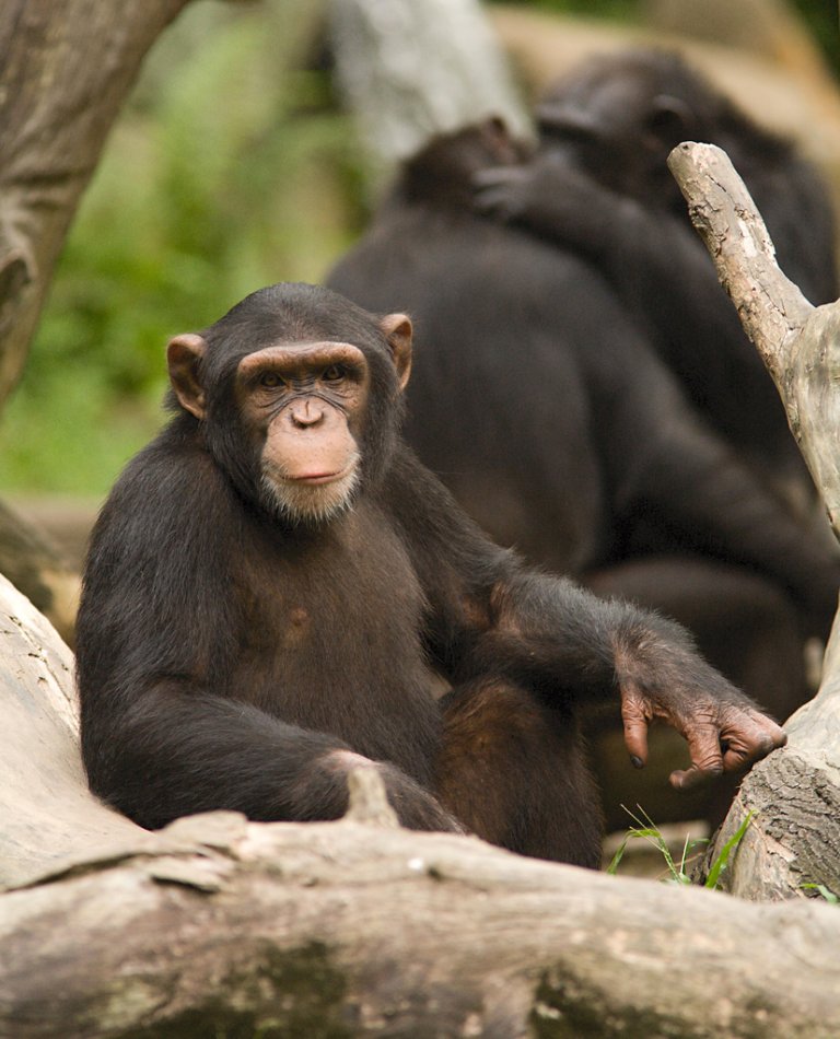 chimpanzees