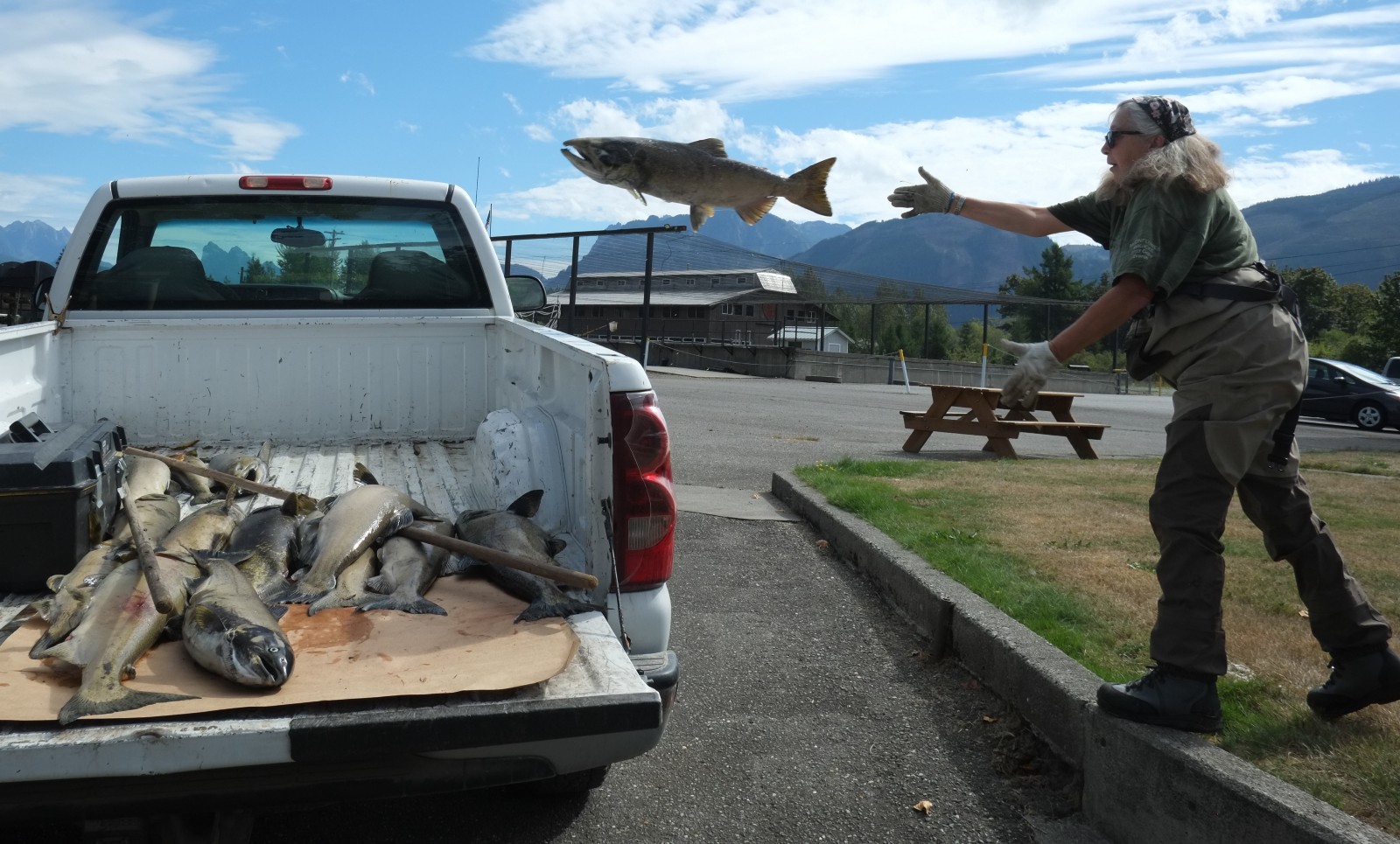 a truck full of dead salmon