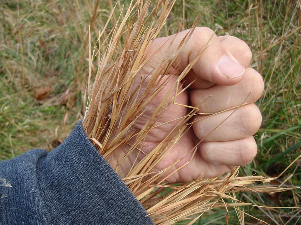 grass stuffed in sleeve of jacket