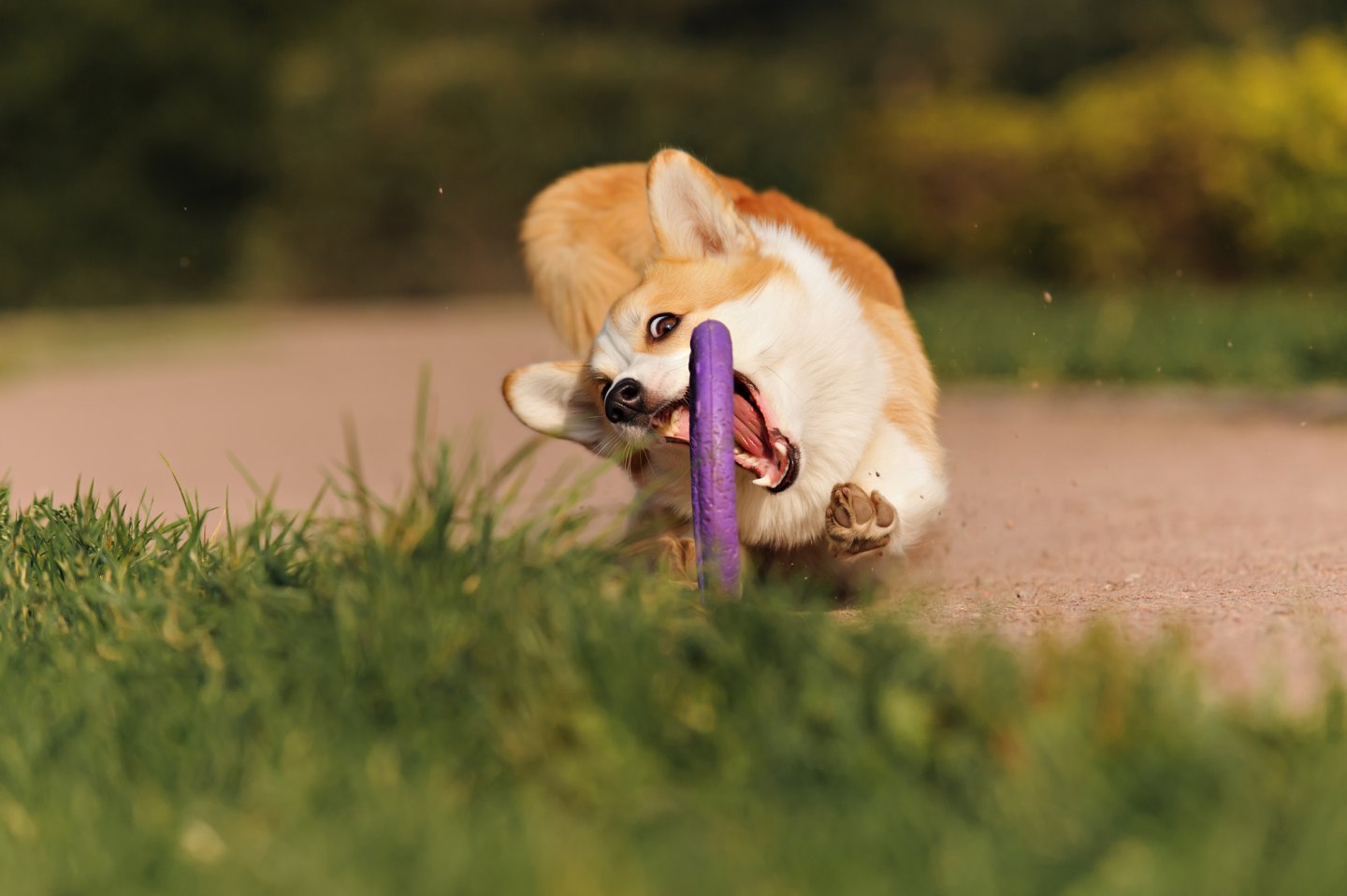 Not Smart Dogs Dogs aren't especially smart, but they have a particular set of skills