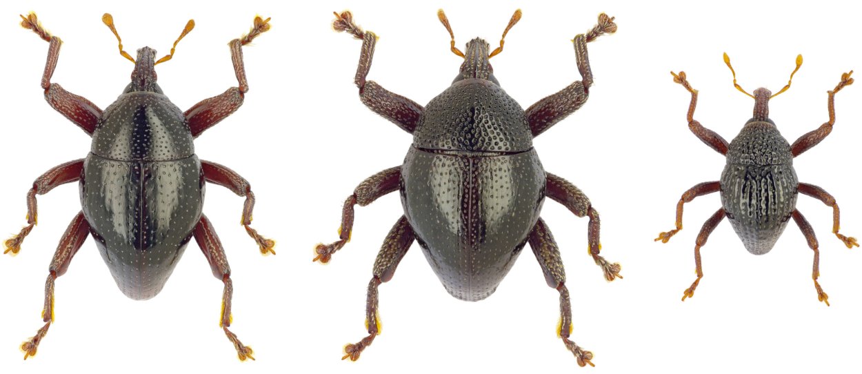 Scientists discovered 103 beetles on one island, and got to name them all