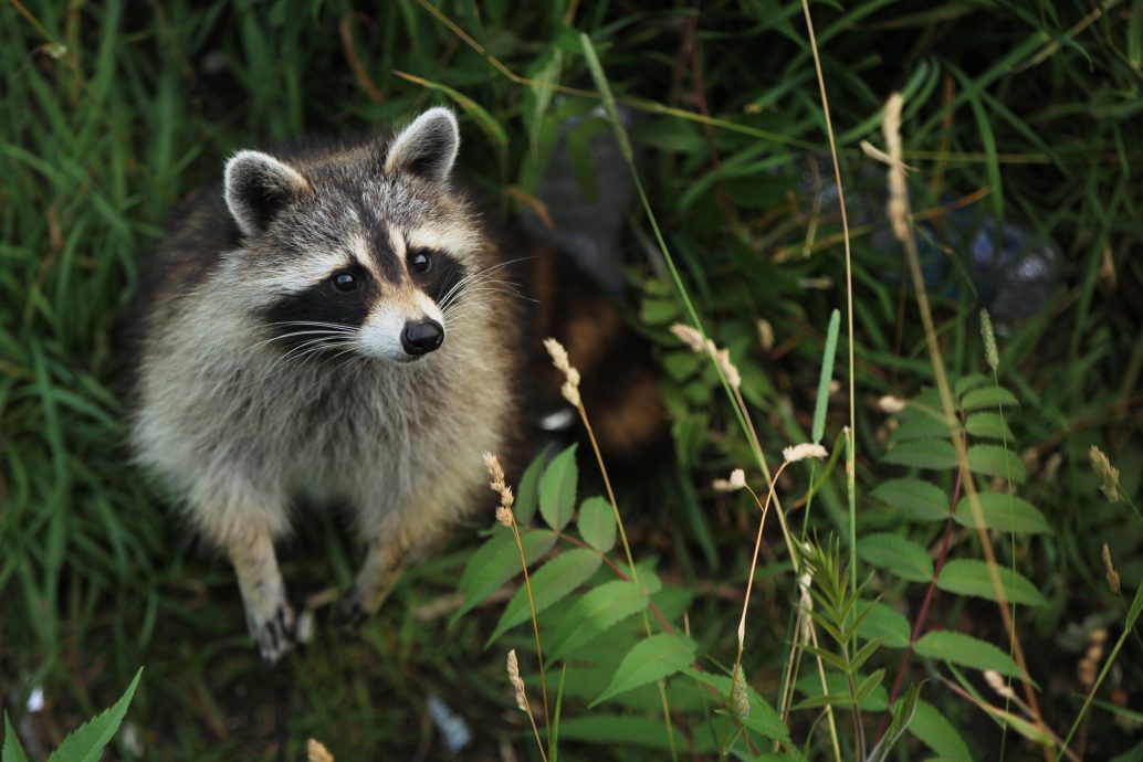 How to keep raccoons and possums away from your house