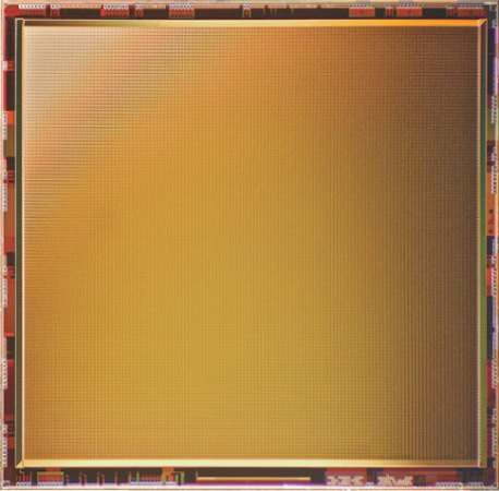 Digital Rat Brain Spontaneously Develops Organized Neuron Patterns