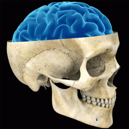 Digital Rat Brain Spontaneously Develops Organized Neuron Patterns
