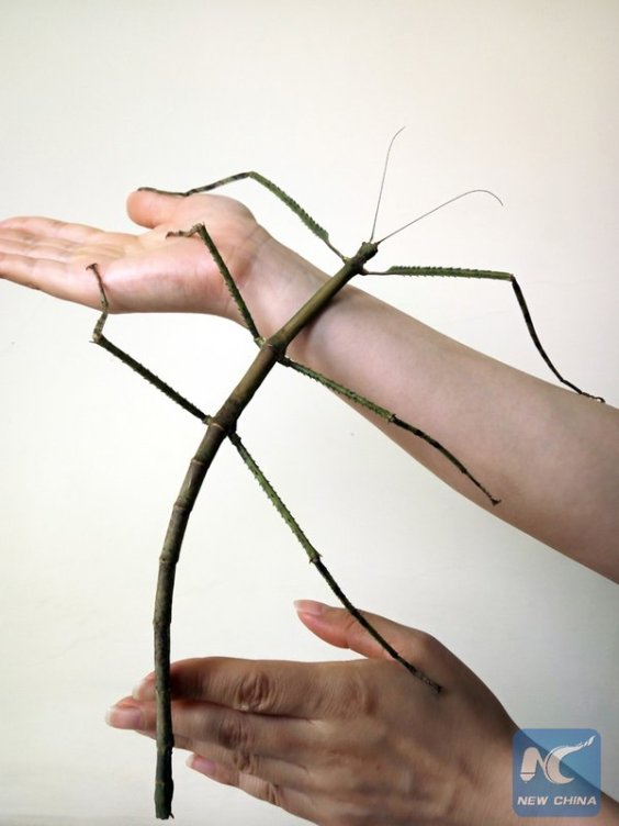 Long Line Insect World's Longest Insect Is Two Feet Long