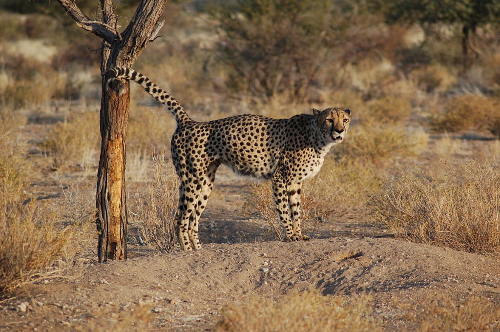 Minstead Animals Small Mite Is World's Fastest Land Animal, Size-For-Size