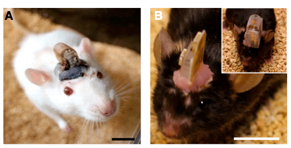 Mice with the device implanted.