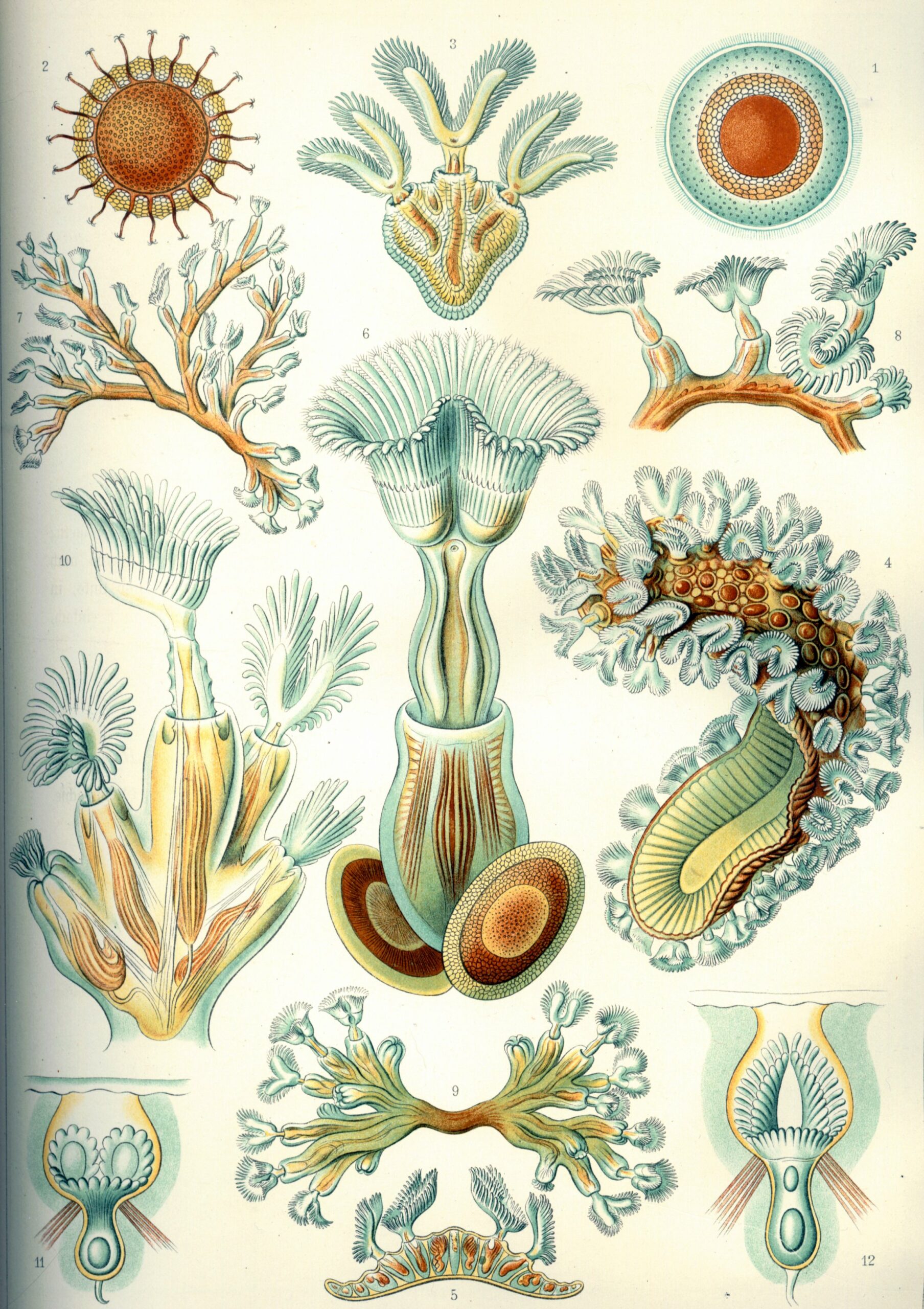 bryozoa