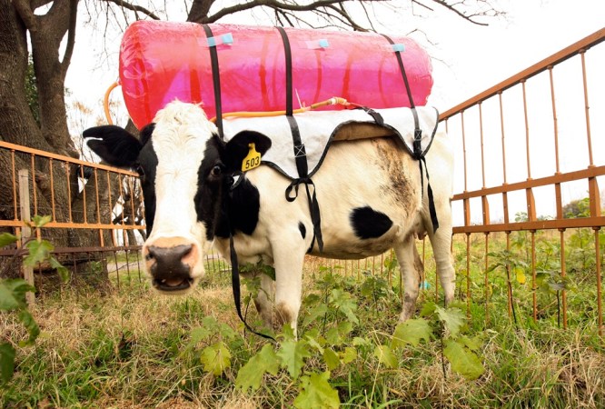 How To Make A More Environmentally Friendly Cow