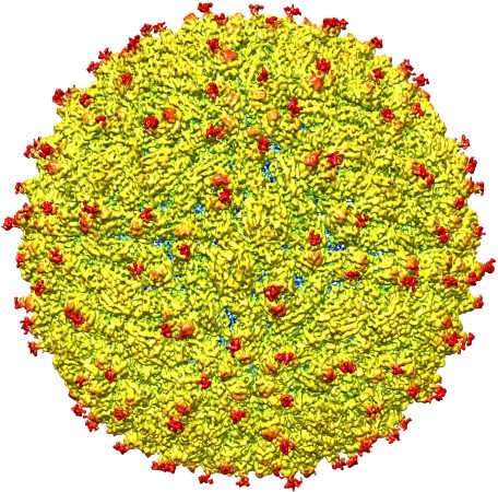 This Is What The Zika Virus Looks Like In Near-Atomic Detail