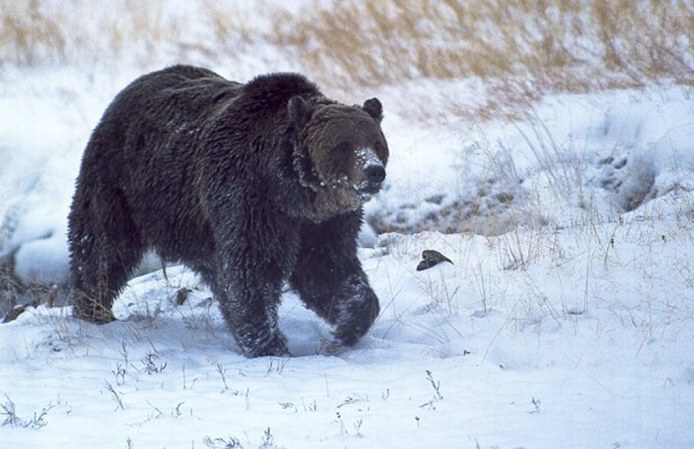 Scientists stuck grizzly bears on treadmills and confirmed they hate hills as much as we do