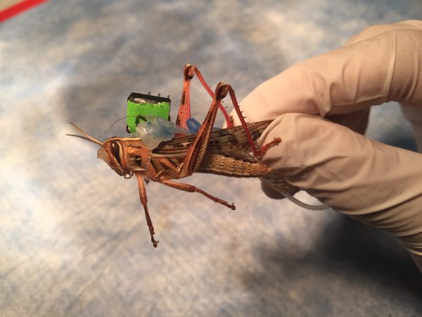 Locust with electrode attached to its back