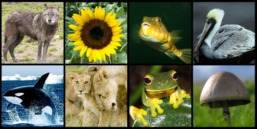 The World’s Most Amazing Databases: The Encyclopedia of Life