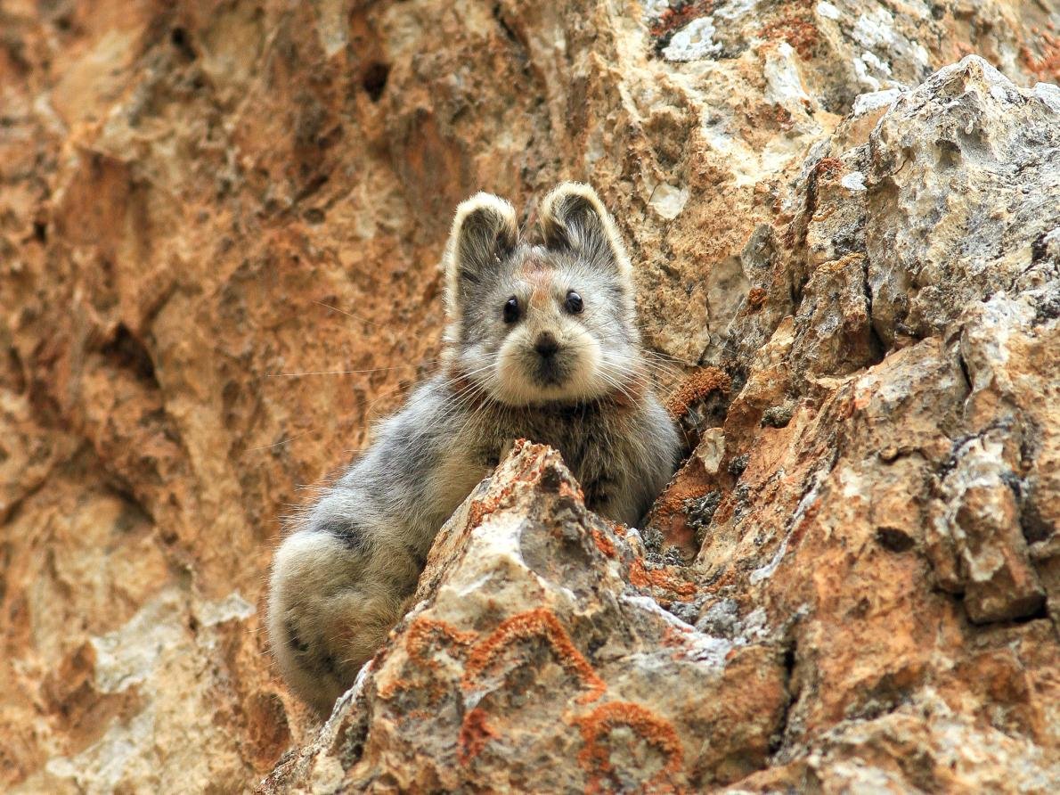Shamanic Rabbit China's Endangered 'Magic Rabbit' Photographed For The First Time In 20 ...