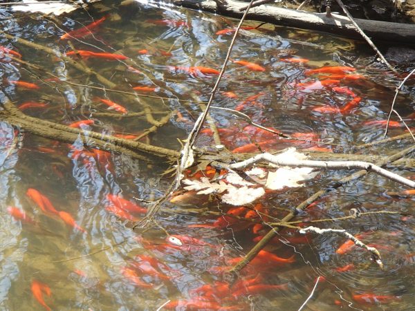 Whatever you do, don’t set your pet goldfish free in a stream