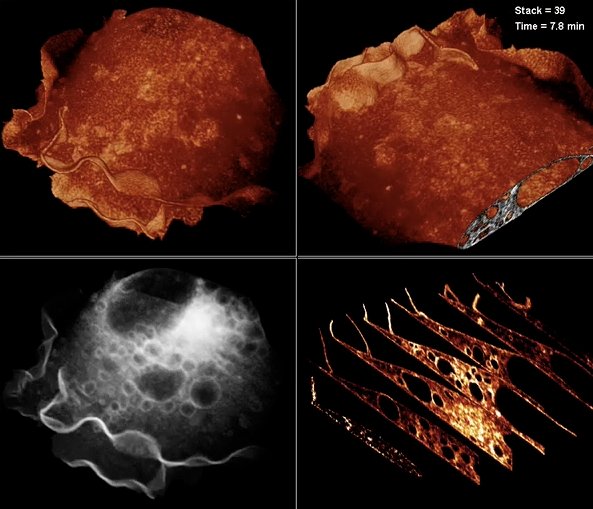 Video: New Microscope Produces 3-D Movies of Live Cells In Action