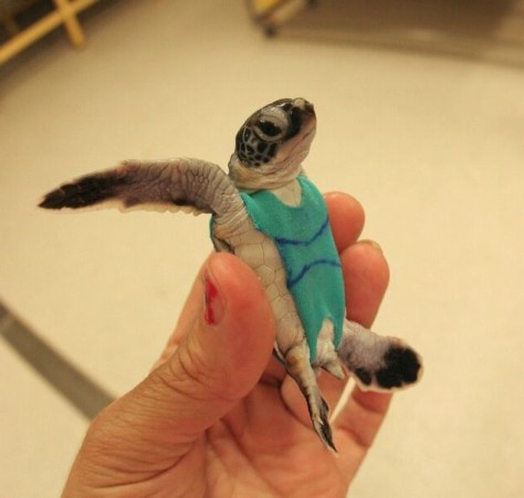 Sea Turtles Wear Swimsuits To Help Researchers