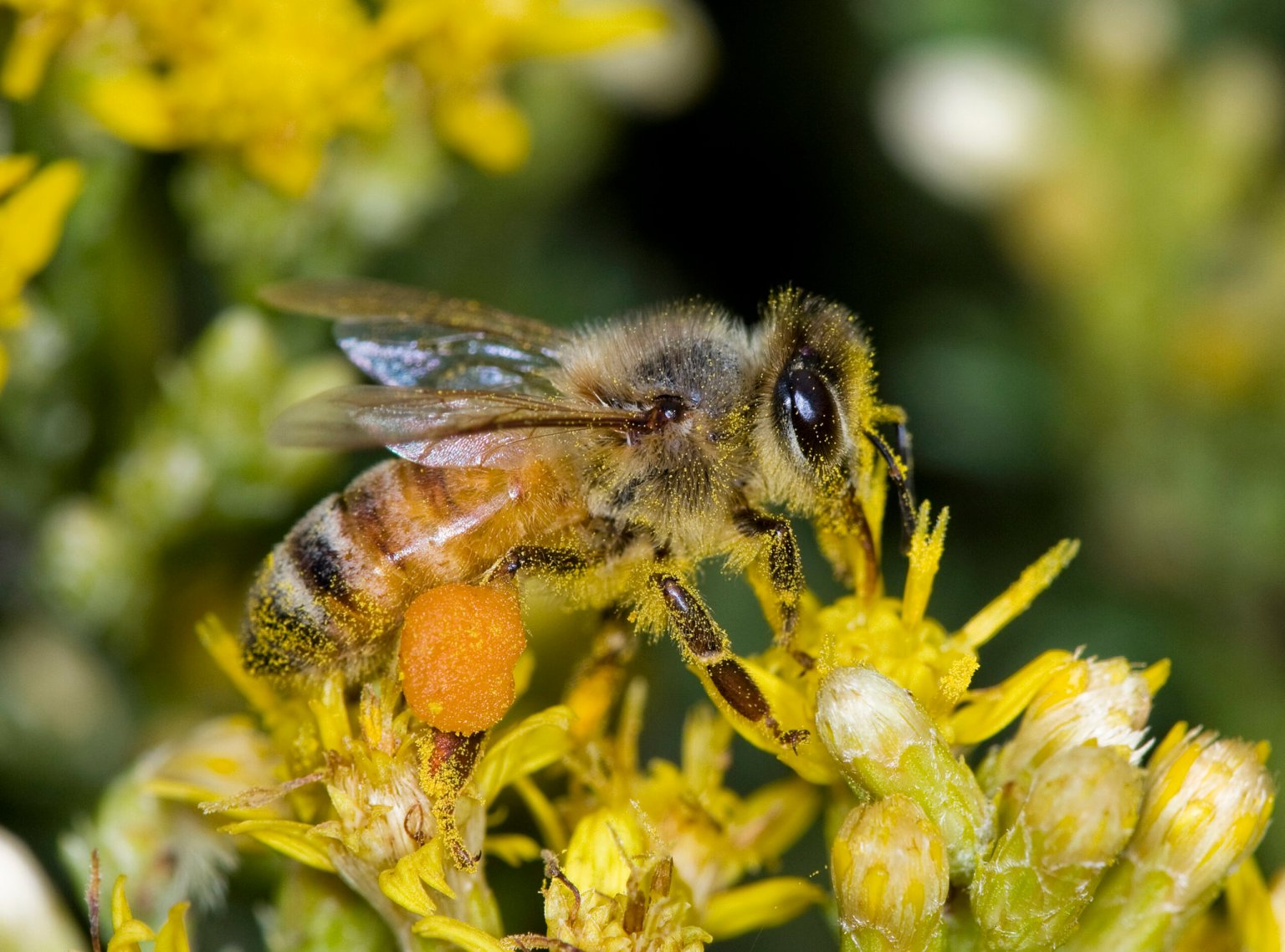 Bacteria From Bees' Bellies May Fight Persistent Pathogens
