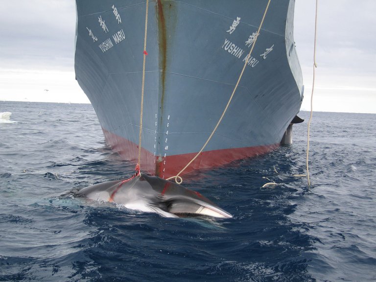 Over Meal Of Whale Meat, Japan Announces Plan To Restart “Scientific” Whaling In Antarctica