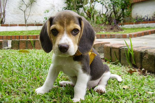 Gene Therapy Cures Diabetic Dogs In Only One Shot