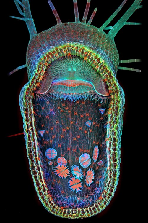 6 Bright Microscopic Images Of Life