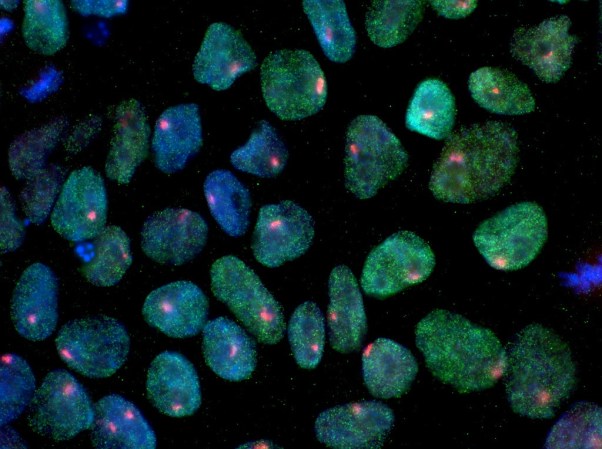 Scientists Discover A New Kind Of Stem Cell
