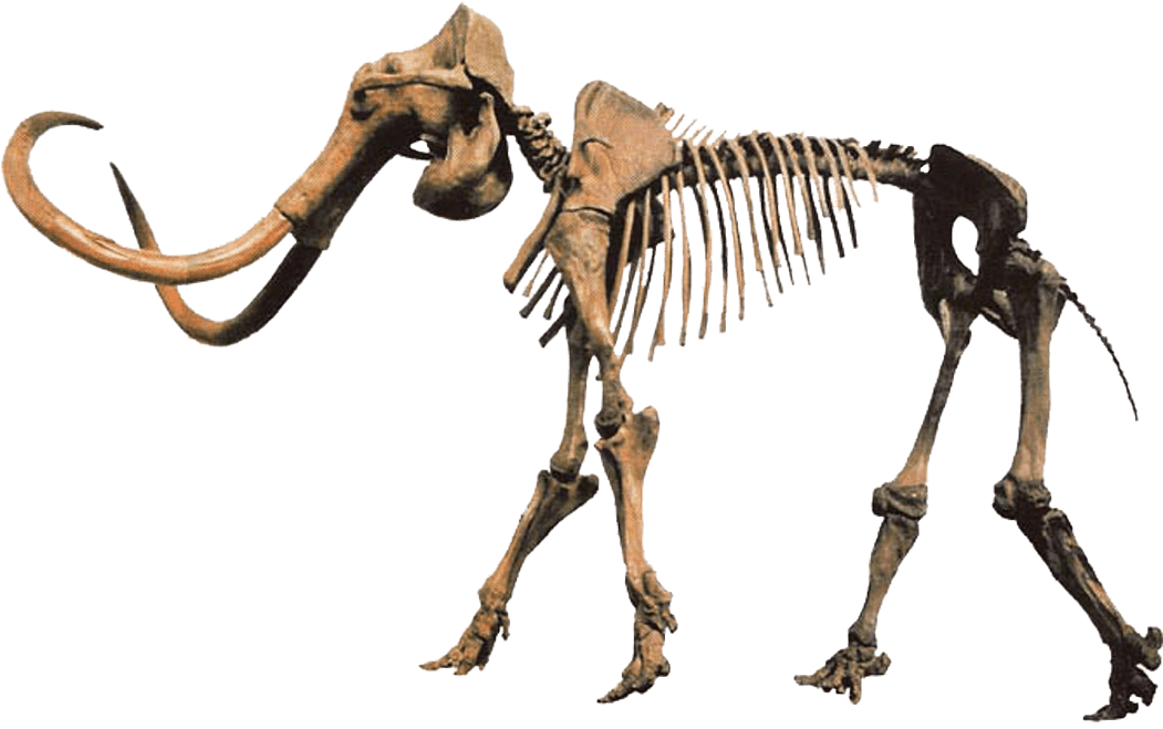 A mammoth skeleton
