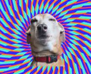 Weird Pictures Of Dogs