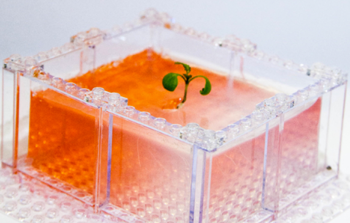 400-Year-Old Mosses Revived In Lab